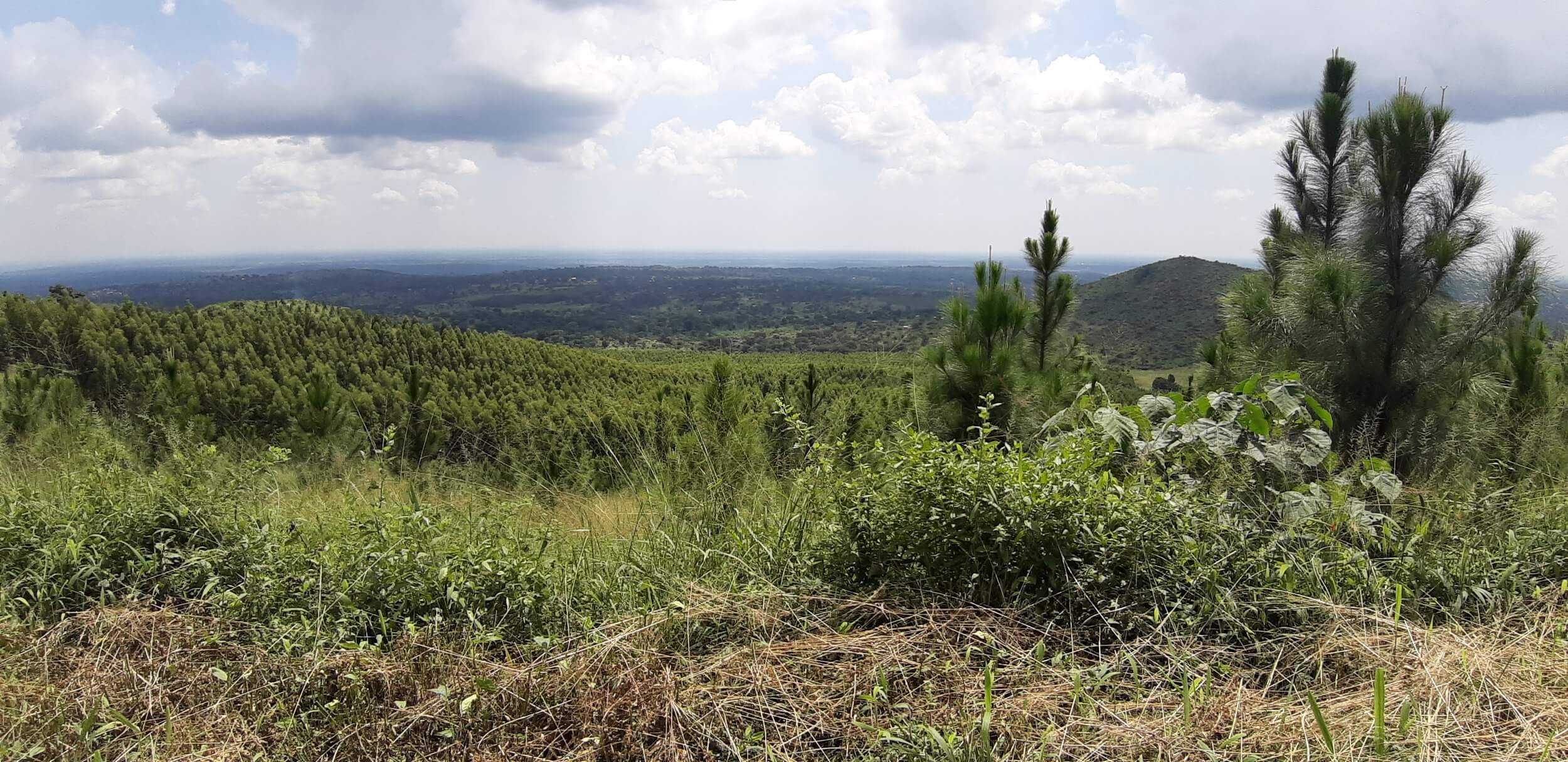 NFC managed forest in Uganda